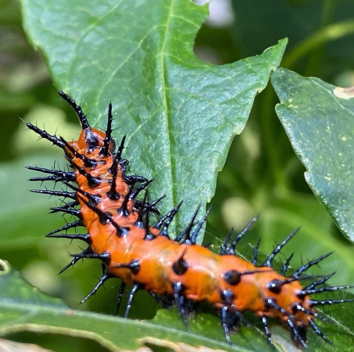 A gulf fritillary caterpillar