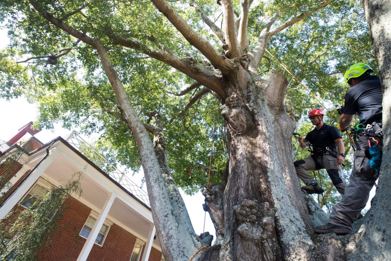 Community forestry is the art and science of managing individual trees, tree stands, forests, and green spaces.