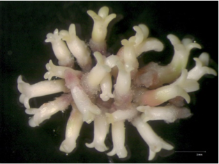 T. caroliniana x T. chinensis hybrid somatic embryos