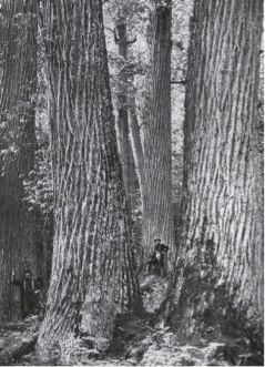 American chestnut growing in the Great Smoky Mountains of North Carolina around 1900