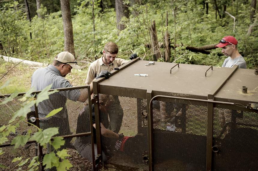 Adam Hammond (from left), Ben Carr and Michel Kohl watch as Cat Carter collects samples from an immobilized bear. 