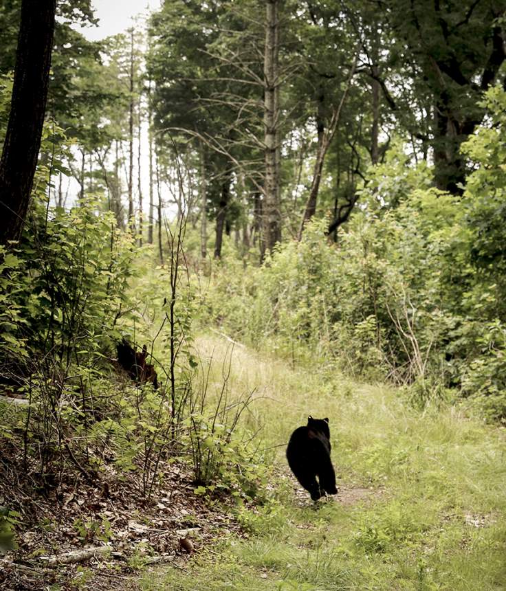 A bear runs away after it is released.