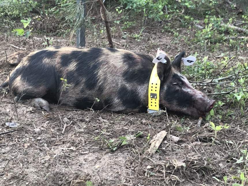 A pig fitted with a GPS collar around its neck