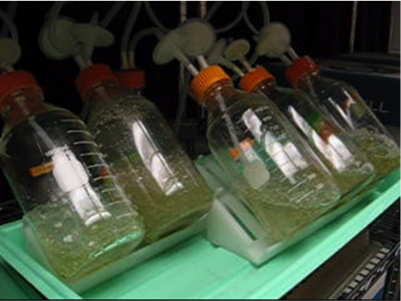American chestnut embryogenic cultures growing in air-lift bioreactors