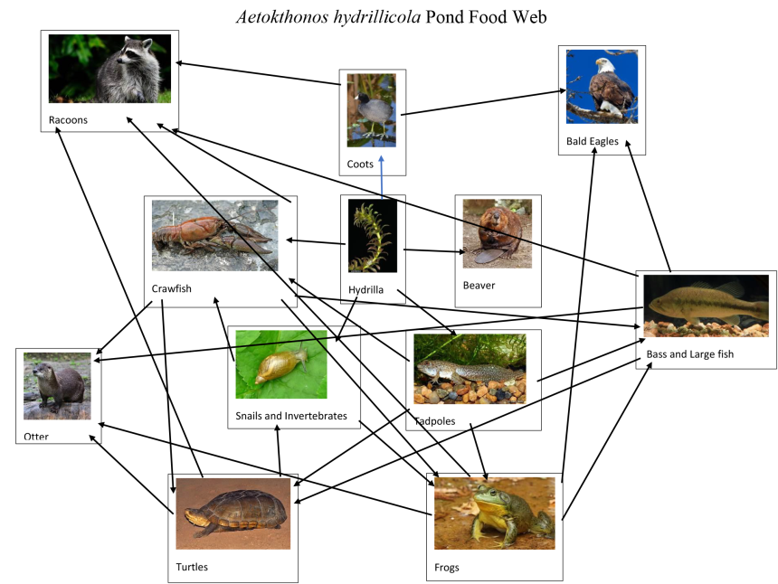 Images showing the connections across the food web
