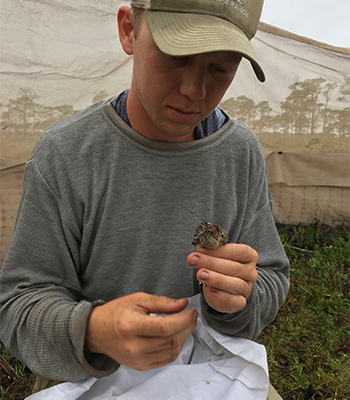 Student assesses northern bobwhite for presence of a brood patch.