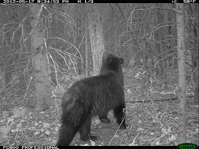 Black bear on camera trap