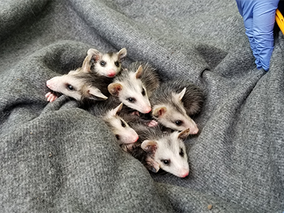 Opossum Processing
