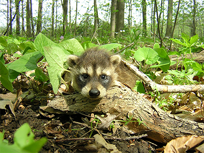 Juvenile raccoon