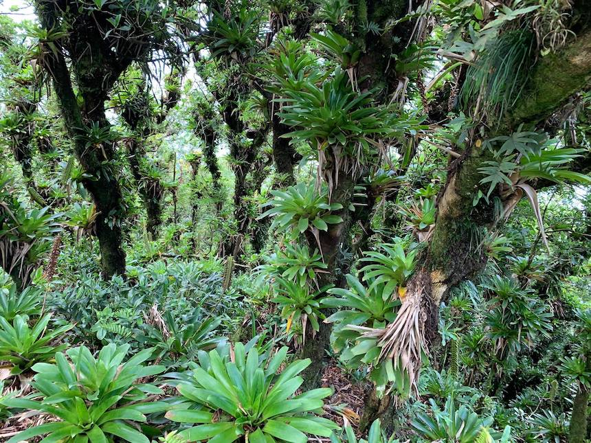 Cloud forest