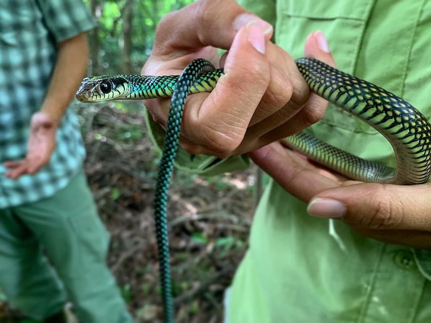 A researcher holds a snake