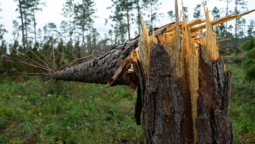 Snapped pine tree