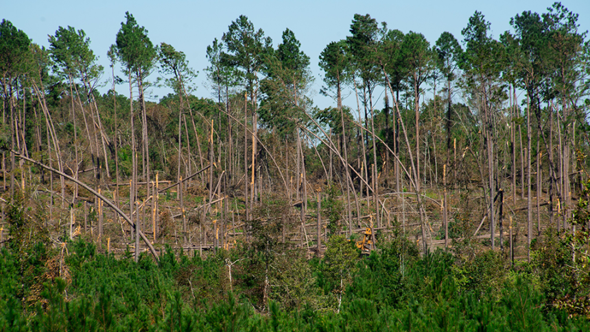 Pine stand damaged by Hurricane Helene