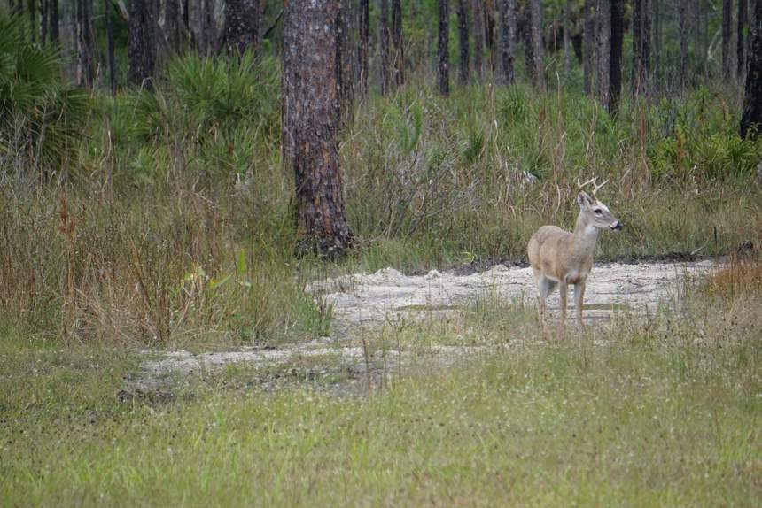 A deer in Southwest Florida