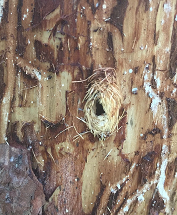 Deodar weevil cocoon