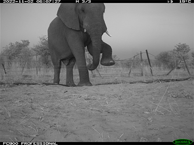 Elephant on trail cam