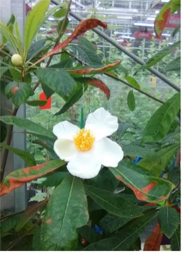 Franklinia plantlets blooming in greenhouse.
