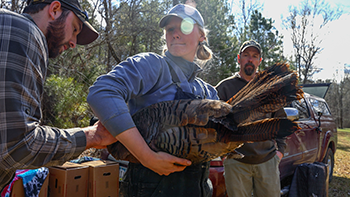 Chamberlain watches grad students work up a wild turkey in the field
