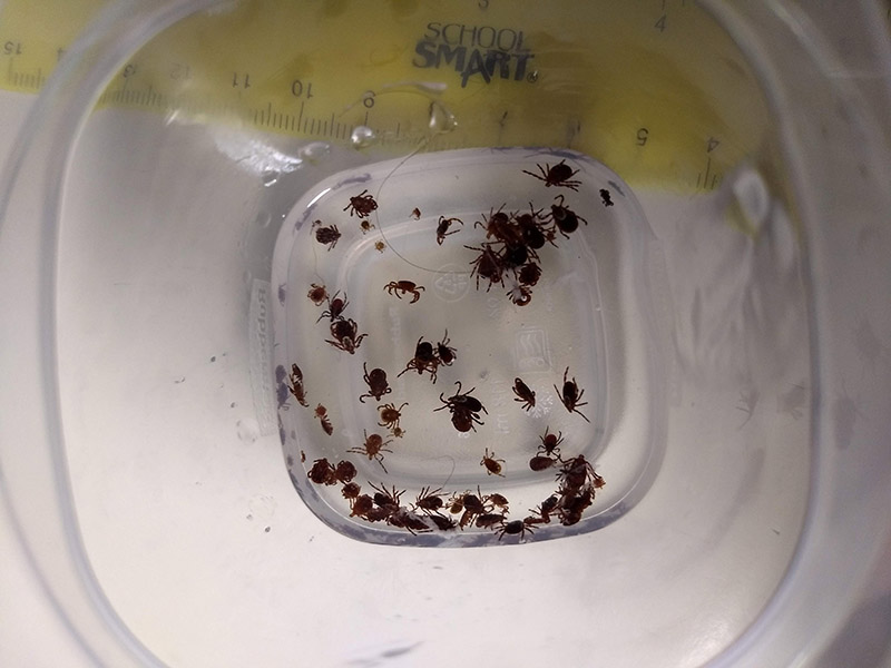 Ticks in a container