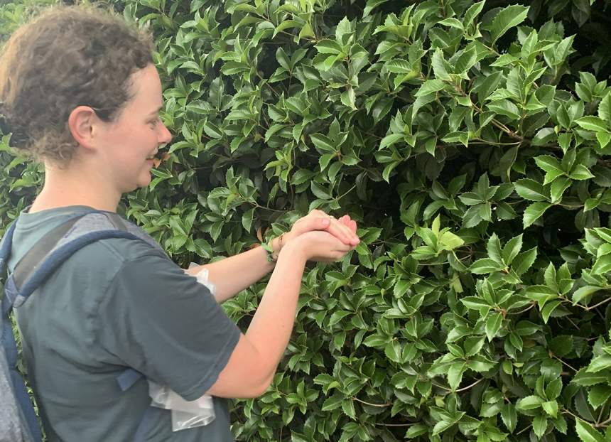 Priscilla Smith cups her hands around a Joro spider.