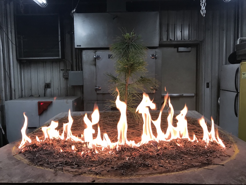 Saplings are burned in the burn lab at Utah State University. Photo by Raquel Partelli-Feltrin