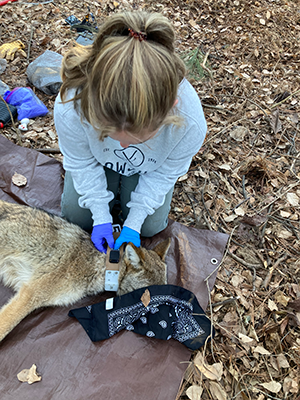 coyote collaring