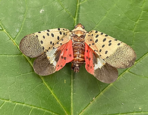 Adult spotted lantern fly