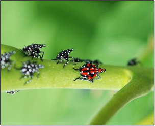 Spotted lanternfly immature stages. 
