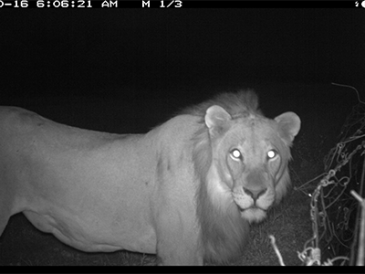 Lion on camera trap