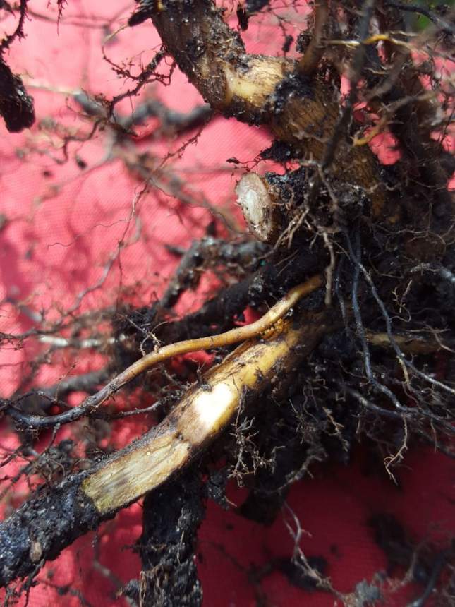 Phytophthora on a chestnut root