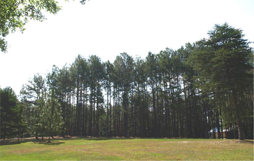 A view of the pinetum