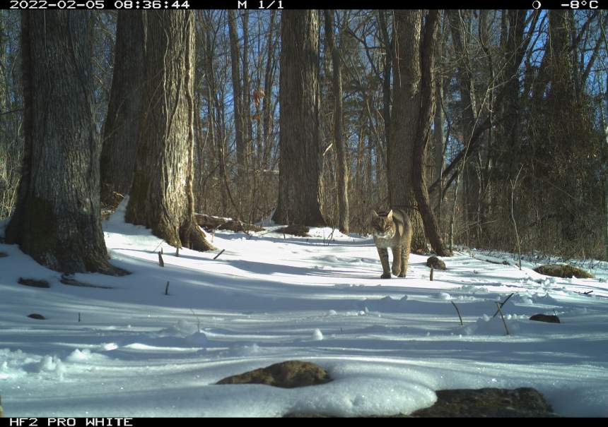 Wildlife cameras associated with the project have caught a number of animal species. Photo courtesy UGA Deer Lab
