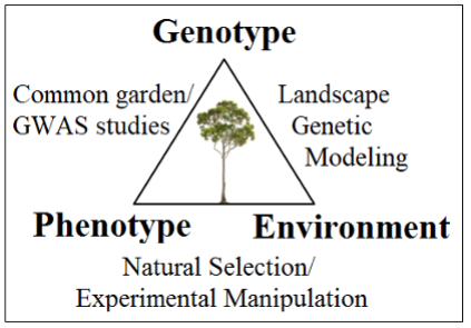 A triangle with Genotype, Phenotype and Environment at its corners