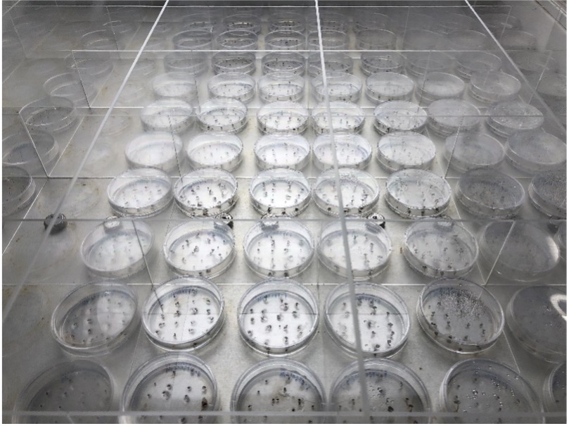 Rows of petri dishes with seedlings