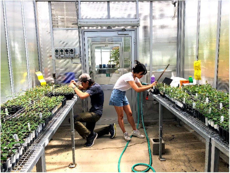 /researchers work over plants in a greenhouse