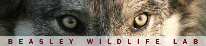 The Beasley Lab banner with wolf background