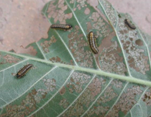 elm leaf beetles