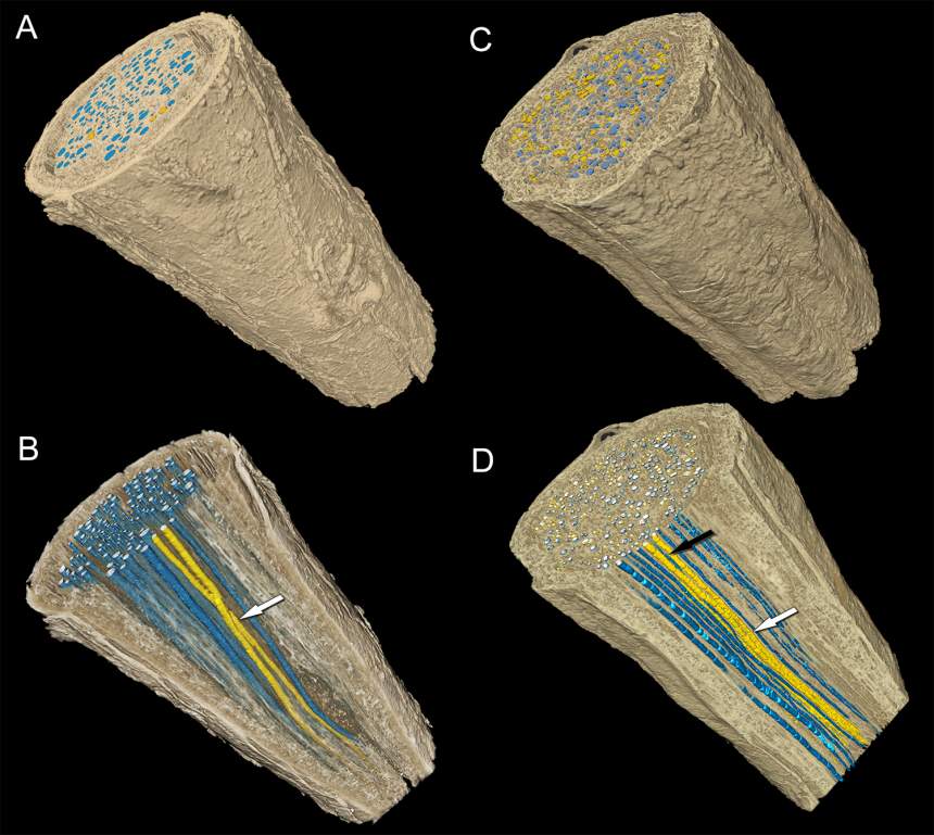 3-D scans of tree roots