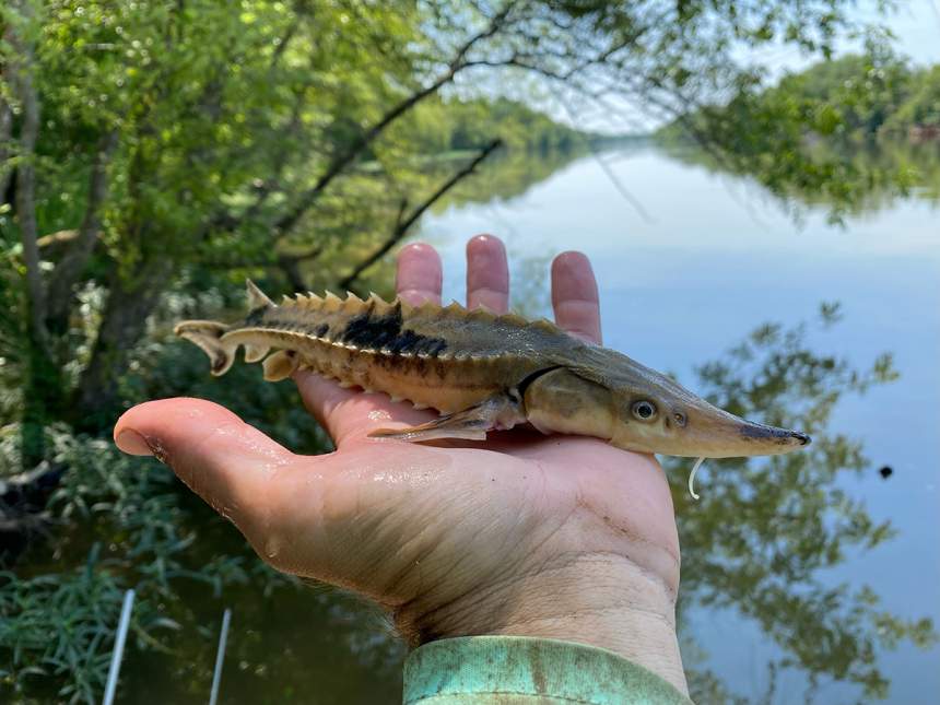 A juvenile lake sturgeon collected in the Coosa River. (Photo by Matt Phillips) 