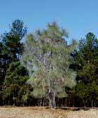 mexican pine