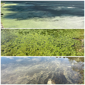 Duckweed (top), filamentous algae (middle), and pollen (bottom), as seen on the surface of a pond.