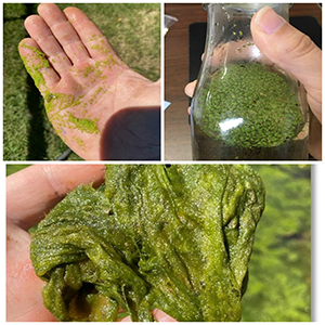 Duckweed (top), filamentous algae (middle), and pollen (bottom), as seen on the surface of a pond.