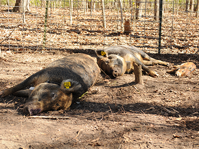 pigs resting