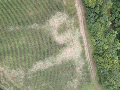 corn field damage from drone