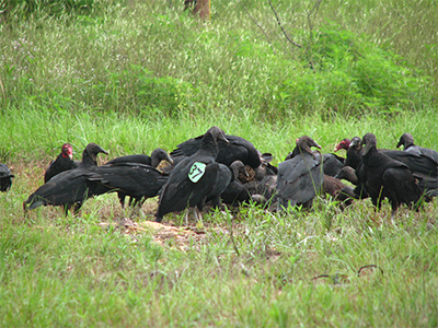 vultures scavenging 