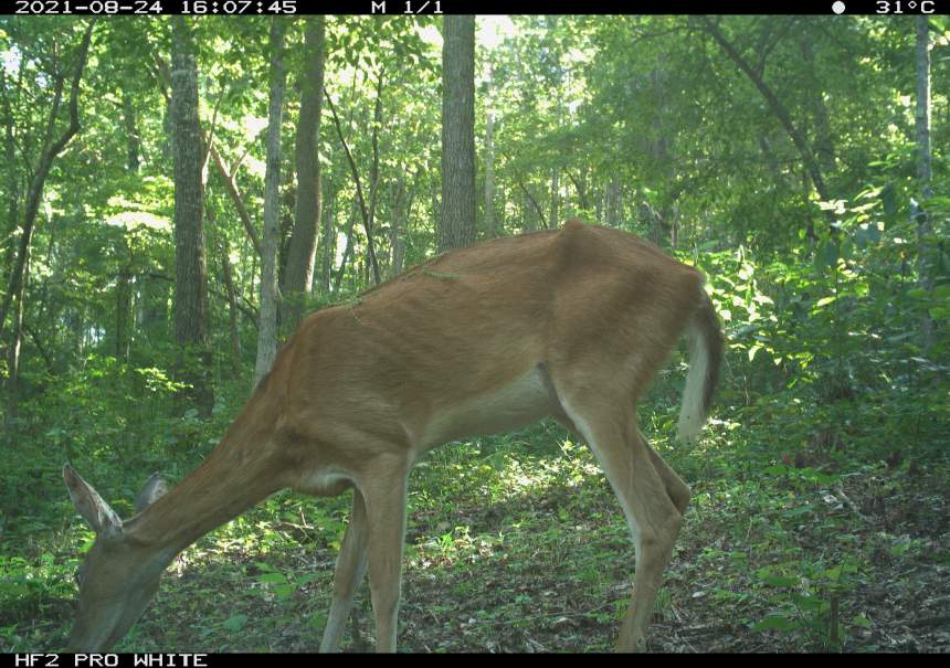 A deer shows signs of weight loss via a wildlife camera. 
