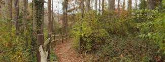 oconee forest