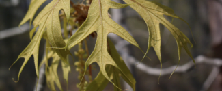 A detail of oak leaves