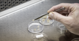 A researchers moves somatic seedlings into a new dish.