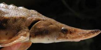 A close-up image of a sturgeon